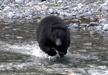 Bear watching and more at Island Tides BC fishing lodge.