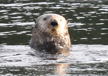 Whale, otters and other marine life at Island Tides BC fishing lodge.