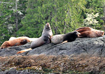 Seals, sea lions and other marine life at Island Tides BC fishing lodge.