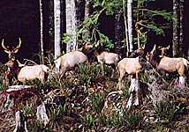 herd of elk