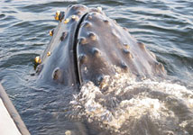 Whale watching and more at Island Tides BC fishing lodge.